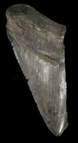 Serrated, Partial, Megalodon Tooth - Georgia #47622